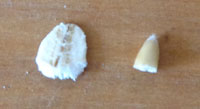 Steel Cut Oats vs Rolled Oat